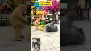 cute panda 