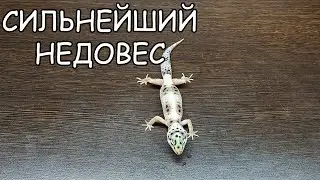 СИЛЬНЕЙШИЙ НЕДОВЕС ЭУБЛЕФАРА. КАК ВЫЛЕЧИЛИ.