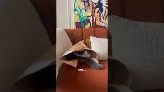my cat loves packages!