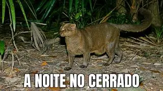 A NOITE NO CERRADO: Predadores que Caçam no Escuro - Documentário