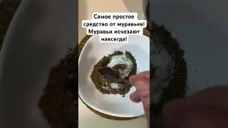 Самое простое средство от муравьев! Муравьи исчезают навсегда!
