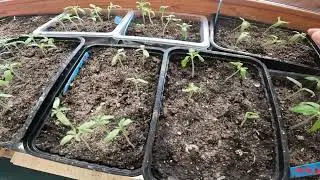Про неудачи в выращивании рассады и в целом неудачный день