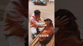Pity dog with human