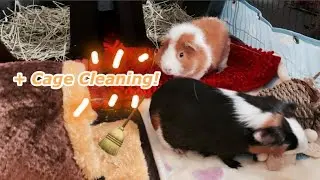 Failed Guinea Pig Bonding | Full Guinea Pig Cage Cleaning