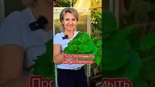 Как полностью начисто отмыть листья салата, капусты,  брокколи , цветной капусты. ‎@galabum