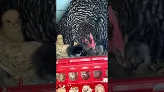 Today mama has started showing her chicks how to eat￼#viral #chicken #backyardchickens