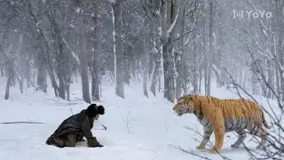 The tiger came to attack, the Kung Fu boy knocked it down with his bare hands.