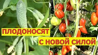 На огурцах снова много завязей, помидоры продолжают радовать