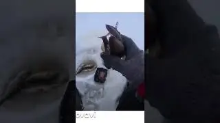 раздача окуня