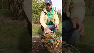 Удобрения лежат у вас под ногами! Как получить пользу от листьев