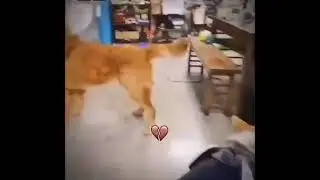 мистер бомбастик