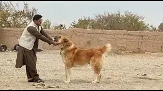 Азиатский волкодав САО / Афганский собак