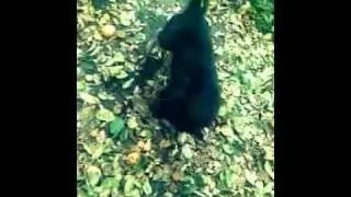 Собака  танцует  ( by Rex Кружиm)