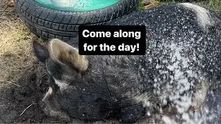 Keeping Pigs/Gardens Happy in Hot Temps! #shorts #kunekune #gardens