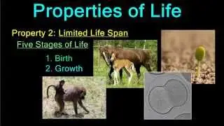 Properties of Life