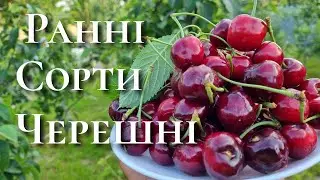 Черешня Ріта. Cherry Rita.