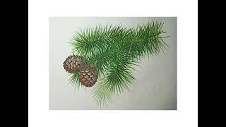 Сосновая ветка с шишками.