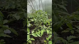 САМОЕ ПРОСТОЕ СРЕДСТВО ОТ ФИТОФТОРЫ🍅🍅🫣 
