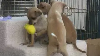 Chihuahua Puppies Play With Toys (in HD)