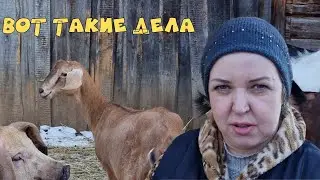Козы гуляют я рассуждаю. Вес свиньи.