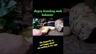 Angry Python! Breeding Male Behavior