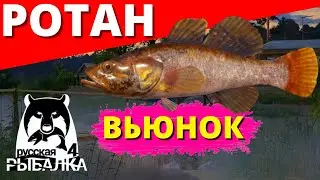 РОТАН Река ВЬЮНОК / ОБЗОР ДЛЯ НОВИЧКА ✅ РУССКАЯ РЫБАЛКА 4 🔴 Russian Fishing 4 🔴 РР4