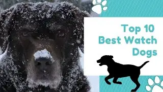 Top 10 Best Watch Dogs