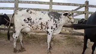 POCAS VACA NA FEIRA DE CAPOEIRAS PERNAMBUCO 08 de novembro de 2024