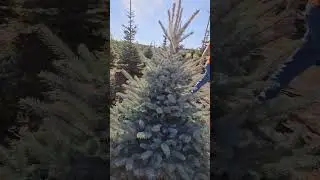 Купить Голубую Ель Елка Супер Блю 
