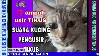 USIR TIKUS BANDEL SUARA KUCING PENGUSIR TIKUS