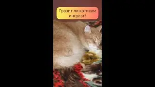 Грозит ли котикам инсульт?