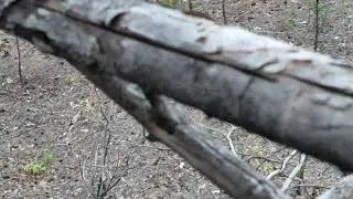 Охота на косулю на солонце. Roe deer hunting on salt licks.