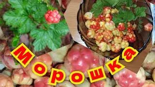 Морошка - вкусная ягода.