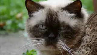 Звуки (мяуканье) кошек