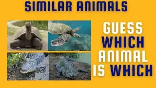 Guess Which Animal is Which From These Similar Looking Animals | Animals That Look The Same