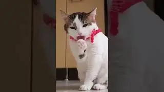 Thomas Edison is the reason you love cat videos #shorts