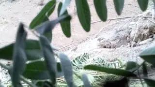 Тур шикор Кабк шикор бо тур 😃