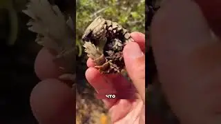 Мужчина нашел маленького Динозавра🫢