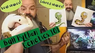 Ball Python Genetics 101 - morphs, genes, breeding