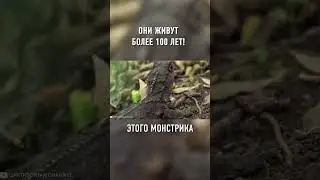 Необычные ДОЛГОЖИТЕЛИ Из Новой Зеландии 