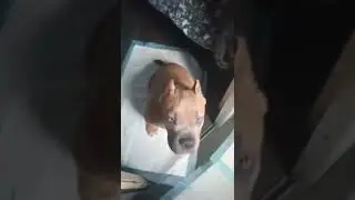 Щенок Американский булли едет на поезде Москва-Благовещенск в почтово-багажном вагоне, в купе.