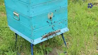 Летки, которые предпочитают пчелы