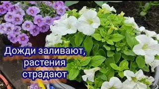 Дожди льют . Петунии брошены на произвол судьбы. Разгребаю последствия и лечу хлороз на петунии.