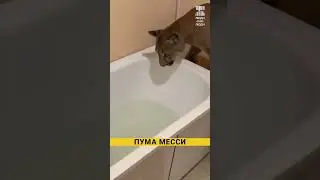 Это пума Месси  #животные #жизнь