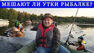 США Голодные Утки на Рыбалке это Проблема | Аляска Анкоридж