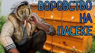 ВОРОВСТВО НА ПАСЕКЕ И КАК БОРОТЬСЯ С НИМ. реальные советы.