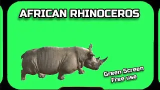 RHINO video Green Screen footage. CHROMAKEY ANIMATION on a green screen.