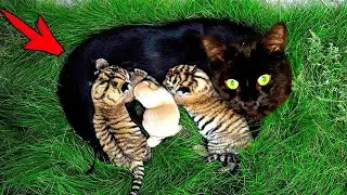 The cat fed the orphaned tiger cubs, and years later something shocking happened!