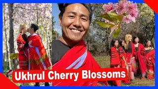 Ukhrul Cherry Blossoms VLOG198 | TheShimrays
