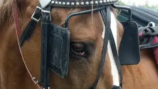 The Holy Spirit says be like a horse w\blinders on